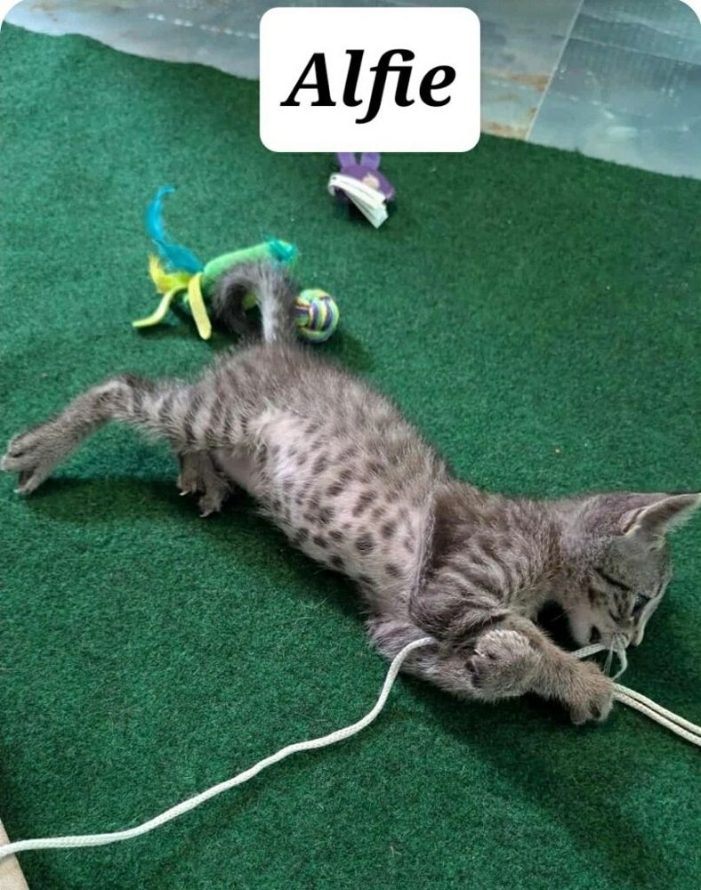 Alfie - adopted