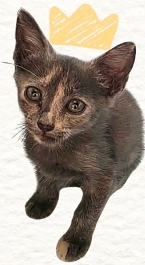 Amy, 8 weeks old, Pretty princess