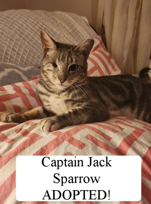 Captain Jack Sparrow - adopted