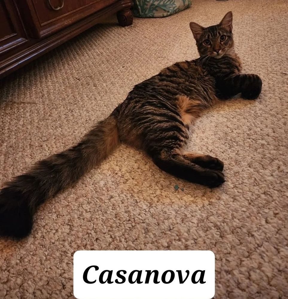 Casanova - adopted