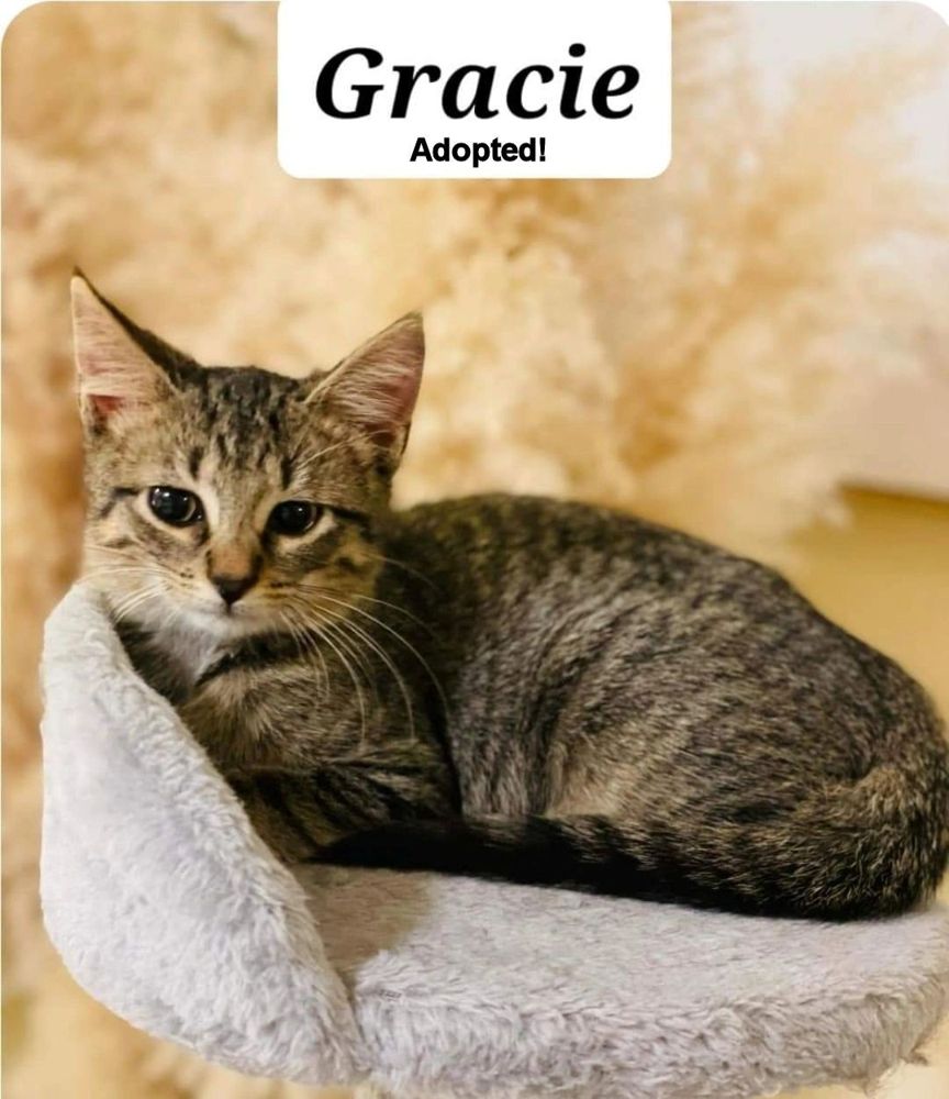 Gracie - adopted