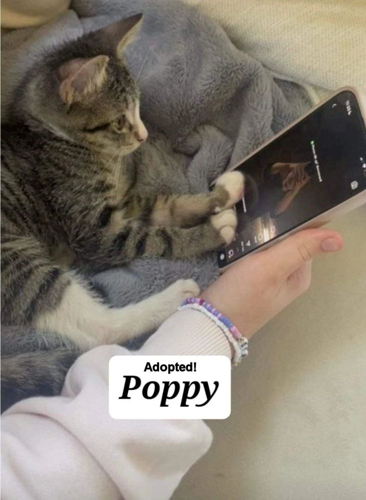 Poppy - adopted