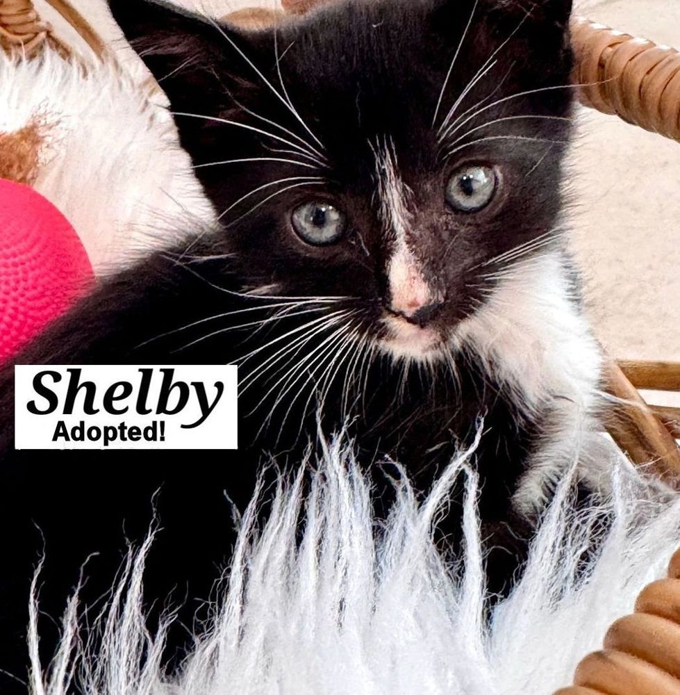 Shelby - adopted