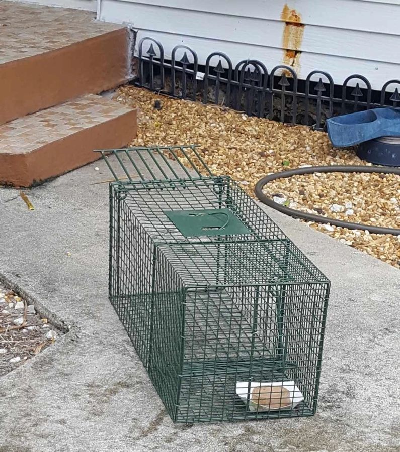 A cat rescued by Cathy's Cats
