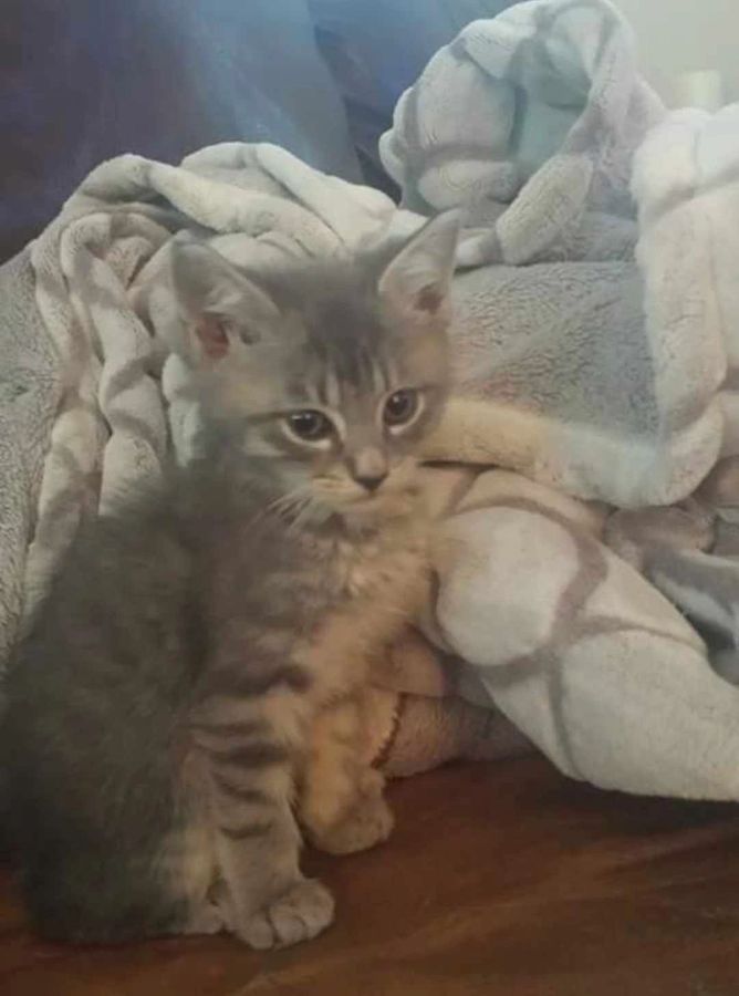 A cat rescued by Cathy's Cats