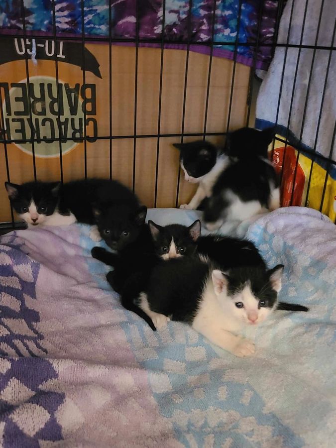 A cat rescued by Cathy's Cats