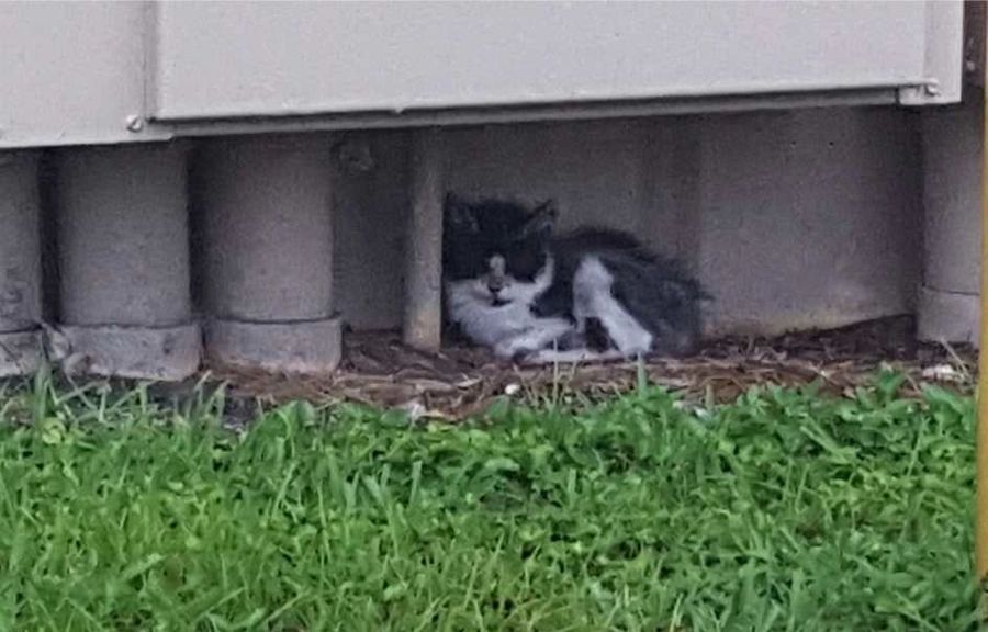 A cat rescued by Cathy's Cats