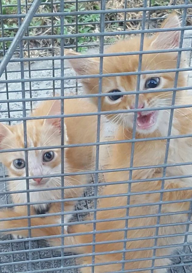 A cat rescued by Cathy's Cats