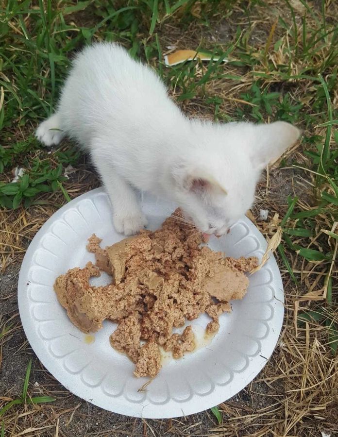A cat rescued by Cathy's Cats